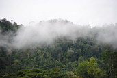 Deštný prales, Malajsie. Foto: Jonathan Kelly