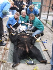 Veterinární zákrok, medvěd zachráněný z farmy
