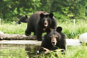 Medvědi v záchranném centru