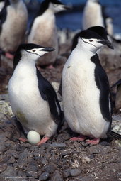 Tučňáci - vejce