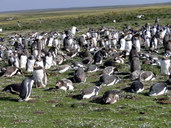 Tučňák oslí