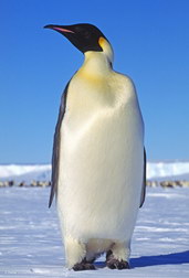 Tučňák patagonský