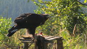 přikrmování orlů - na snímku je patrná vysílačka samice Lii