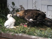 handicapované samice orla skalního Dina odchovává mláďata v Bartošovicích