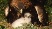 mláďata jsou díky péči orlí samice odchována zcela přirozeně 