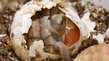 mały żółwik opuszcza skorupkę jaja