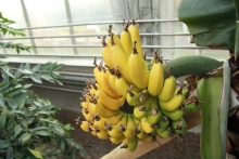 Banánovník (Musa)