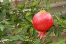 Granátové jablko (Punicum granatum)