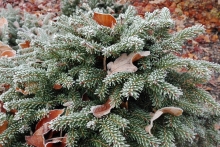 Smrk pichlavý (Picea pungens)