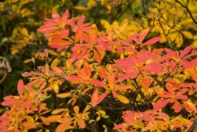 Pěnišník japonský - podzim (Rhododendron molle) 