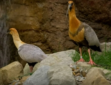 ibis šedokřídlý