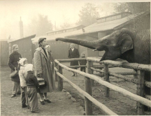 Індійський слон Пепік 1959 р.