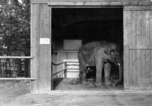 Provizorní ustájení pro slona Pepíka (r. 1960).