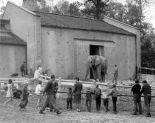Slon Petr ve výběhu se svým ošetřovatelem (r. 1965).