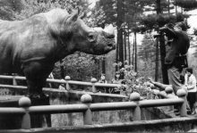 Nosorožci tuponosí byli chováni od r. 1974 do r. 2010.